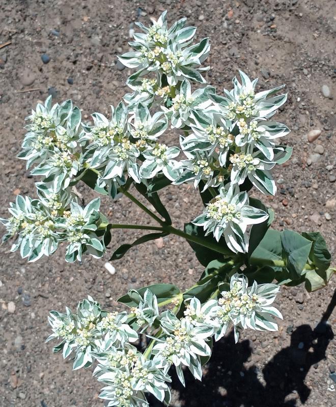 Snow on The Mountain (Euphorbia marginata)
