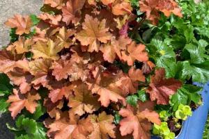 Alumroot