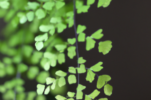 American Maidenhair Fern (Adiantum pedatum)