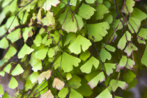 American Maidenhair Fern (Adiantum pedatum)