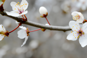 Prunus virginiana Bitter-Berry