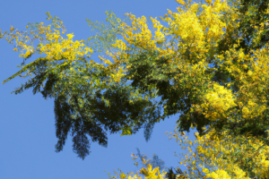 ACACIA COGNATA