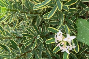 Burkwood Daphne (Daphne burkwoodii 'Carol Mackie')
