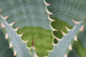 Aloe ferox Cape Aloe
