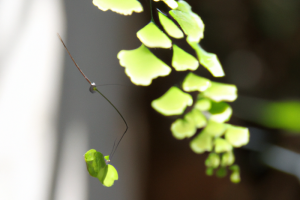 Common Maidenhair Fern (Adiantum capillus-veneris)