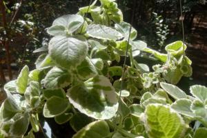 Cuban Oregano (Plectranthus x 'Nicodemus')
