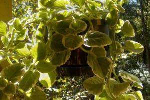 Cuban Oregano (Plectranthus x 'Nicodemus')