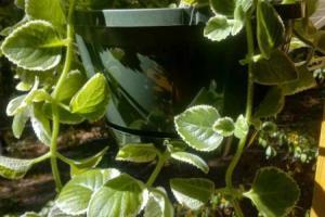Cuban Oregano (Plectranthus x 'Nicodemus')