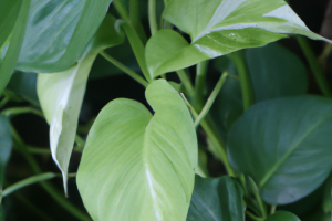 epipremnum pinnatum