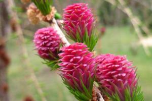 Larix decidua