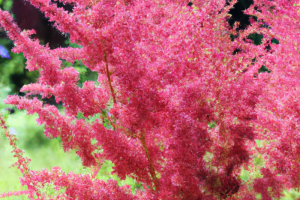 False Goat's Beard (Astilbe hybrids)