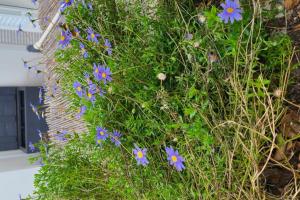 Felicia (Felicia amelloides 'Pinwheel Periwinkle')