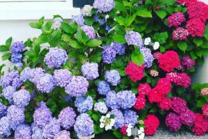 Hydrangea macrophylla