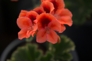 Pelargonium x 'Angel Eyes Orange'