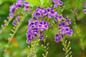 Duranta erecta