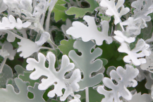 Senecio cineraria - Jacobaea Maritima
