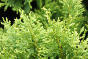 Chamaecyparis obtusa Japanese Cypress