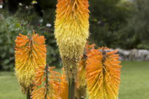 Kniphofia (Kniphofia hybrids)