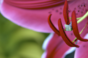 Lilium orientale 'Stargazer'