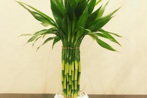 Lucky Bamboo