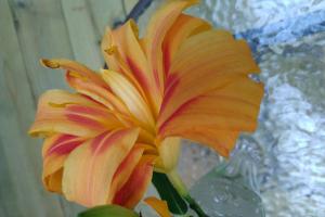 Orange Daylily (Hemerocallis fulva 'Kwanso')