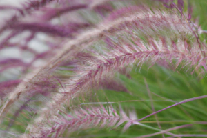 Pennisetum glaucum 'Purple Baron' Ornamental Millet