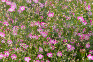 Gypsophila pacifica 'Pacifica Pink'