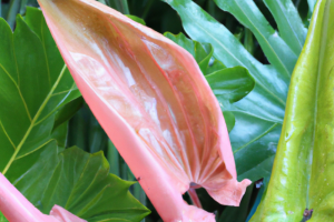 Philodendron sanguineum