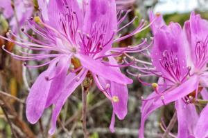 Rhododendron canadense