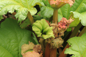 Rheum rhabarbarum 'MacDonald' Rhubarb