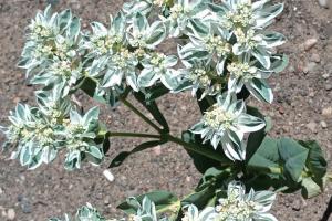 Snow on The Mountain (Euphorbia marginata)