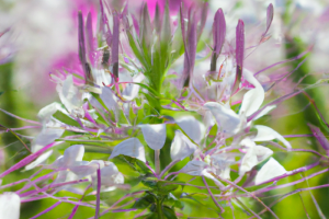 Cleome hassleriana Spider Flower