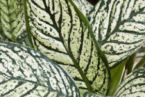 Dieffenbachia maculata 'Rudolph Roehrs'