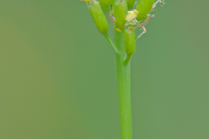 Stenotaphrum secundatum