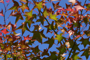 Liquidambar styraciflua 'Rotundiloba' Sweetgum