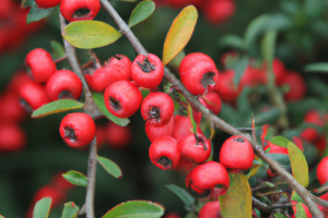 cotoneaster salicifolius floccosus