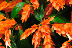 Aphelandra squarrosa Zebra Plant