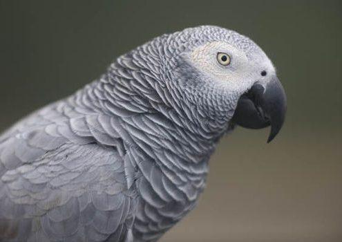 the "grey of gabon